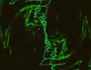 大きな家 (HQ)