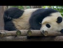 パンダ動画　[BGM　ピアノ　抱きしめたいのはあなただけ / 和久井映見　オフボーカル]