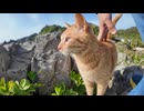 【！？】海が見える崖に登ったら、猫が全力疾走で迎えに来た件ｗｗｗ