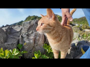 【！？】海が見える崖に登ったら、猫が全力疾走で迎えに来た件ｗｗｗ