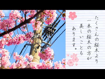 【2026年春の特別企画】大横川親水公園周辺で河津桜を探した（第５話）