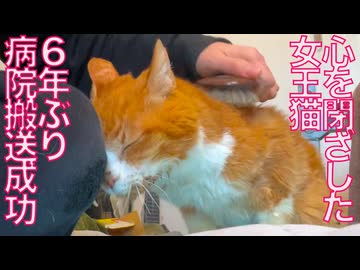 心を閉ざした女王猫、6年ぶり病院搬送に成功する