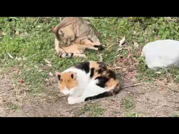 公園のネコは生き残っていた