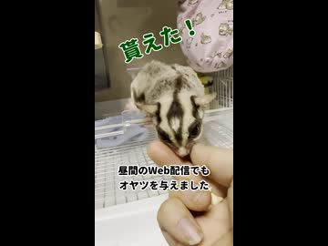 【敏感嗅覚】 他のケージの子にオヤツ与えると、昼間でも起き出す！ #フクロモモンガ #おつモモンガ  #shorts