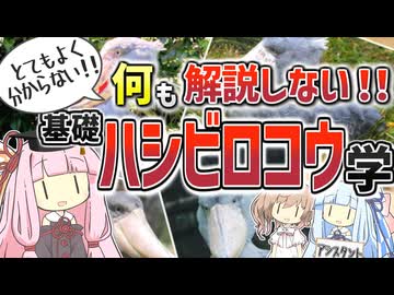 【コント】何も解説しない！基礎ハシビロコウ学