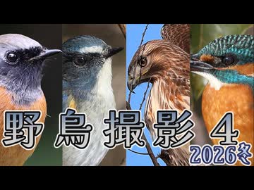 超ローカルお散歩　野鳥撮影４　2026冬