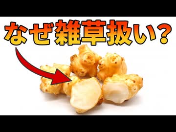 一度植えると何度も収穫できる健康食材が雑草扱いされている理由【キクイモ】