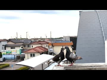 駅でいちゃつくハト、電影日記#006