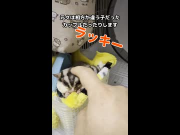 【不倫？】 元々の相方が違う子達がいちゃついていたので様子を見に行った結果！ #フクロモモンガ #おつモモンガ  #shorts