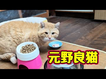 落ち着かない【元野良猫】
