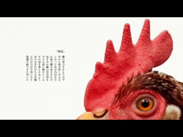 【朗読】鶏冠【VOICEVOX Nemo:女声2(透川ナナ)】