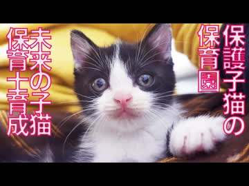 子猫保育園、次の世代の育成に入る