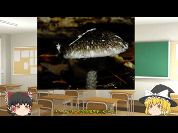 ゆっくり魔理沙の毒キノコ講座改2　クロタマゴテングタケ