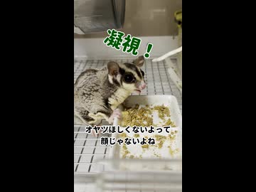 【オヤツ興味ないもん】 私がいなくて心配していたフクモモ！ #フクロモモンガ #おつモモンガ  #shorts