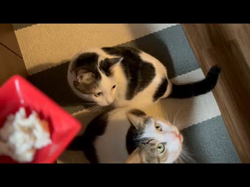 ささみくん