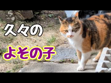 顔を あわせば…【よその子】【元野良猫】