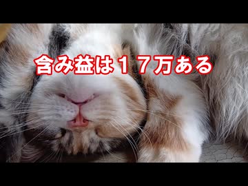 【含み益37％超え】#11 とろい私の株生活│日記