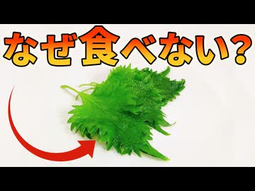 北米で爆増するシソが食べられていない理由【生物解説】