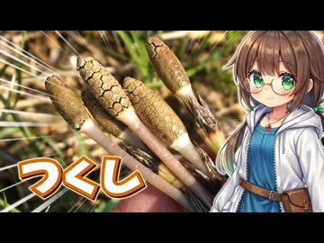 春の到来を知らせるツクシを採って食べる！