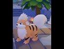 【ぽこあポケモン】ガーディとの出会い