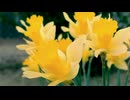 花咲く旅路 / 原由子　桑田佳祐　[イージーリスニング　ビブラフォン] (歌詞なし　BGM　1991年)