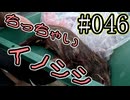 狩猟勢子動画＃046　ちっちゃいイノシシ