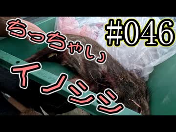 狩猟勢子動画＃046　ちっちゃいイノシシ
