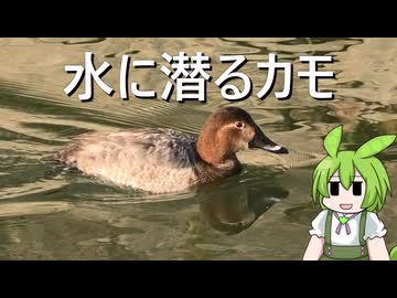 【令和7年度カモケツ投稿祭】潜水するカモは地の利を得て撮影すること（上から見下ろすと水中が見えやすいため）【シリーズとりさん】