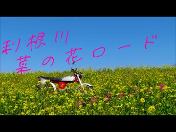 【ななまる日記】春の足音、利根川菜の花ロード