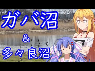 ガバったのでガバ沼＆多々良沼行ってみた