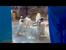 【長崎ペンギン水族館】キュートなペンギン歩き【ジェンツーペンギン】