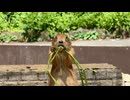 【伊豆シャボテン動物公園】プレーリードッグのモグモグタイム【スローモーション】