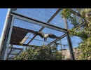 【東武動物公園】バランス感覚抜群なプロアさん【ヘビクイワシ】