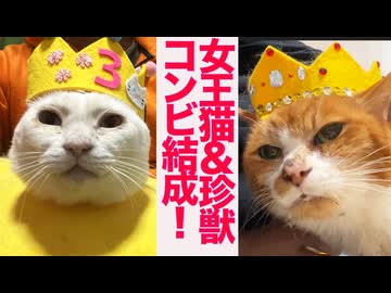 公園の女王猫、猫型珍獣とまさかのコンビを結成する