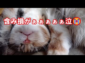 【NISAの塩漬け】#12 とろい私の株生活│日記