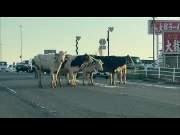 「道路に牛がいます…」牛舎から牛が脱走　県道に滞留し一時渋滞が発生　けが人なし　佐賀・鳥栖市
