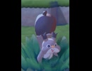 【ぽこあポケモン】ホシガリスとの出会い
