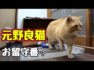 【元野良猫】はじめての お留守番…