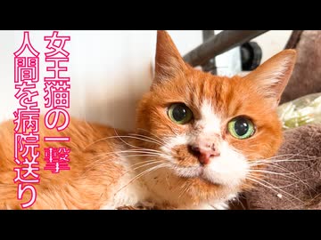 公園の女王猫、人間を病院送りにする