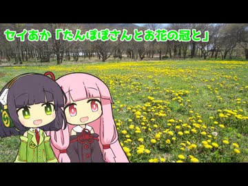 セイあか「たんぽぽさんとお花の冠と」