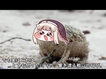 野生のｽﾋﾟｷ見つけたんだけど/野生のフォフォ見つけたんだけどパロ