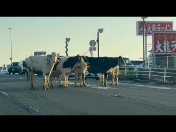 ホモと見る町中に現れた謎の牛の集団