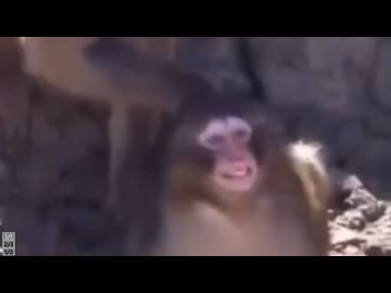 ホモと見るやっぱりガッツリいじめられていた例の子猿