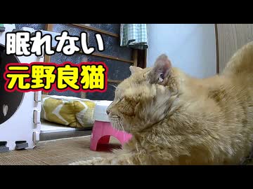 お疲れの様ですが…【元野良猫】