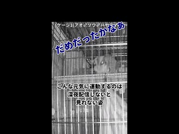 【考える長老】 ご主人が心配するからアピールしなきゃ！ #フクロモモンガ #おつモモンガ  #shorts