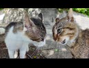 【猫界抗争】山猫軍 vs 港猫連合、縄張り争いがガチすぎる件ｗ