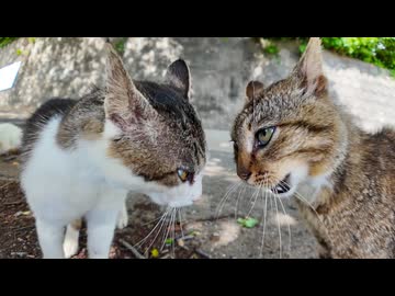 【猫界抗争】山猫軍 vs 港猫連合、縄張り争いがガチすぎる件ｗ