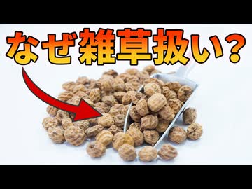 丈夫で栄養豊富な健康食材が雑草扱いされている理由【タイガーナッツ】