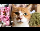 誇り高き女王猫、仲間たちと過ごした夏　