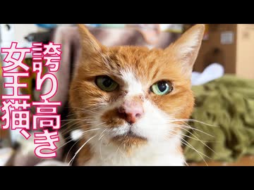 誇り高き女王猫、仲間たちと過ごした夏　